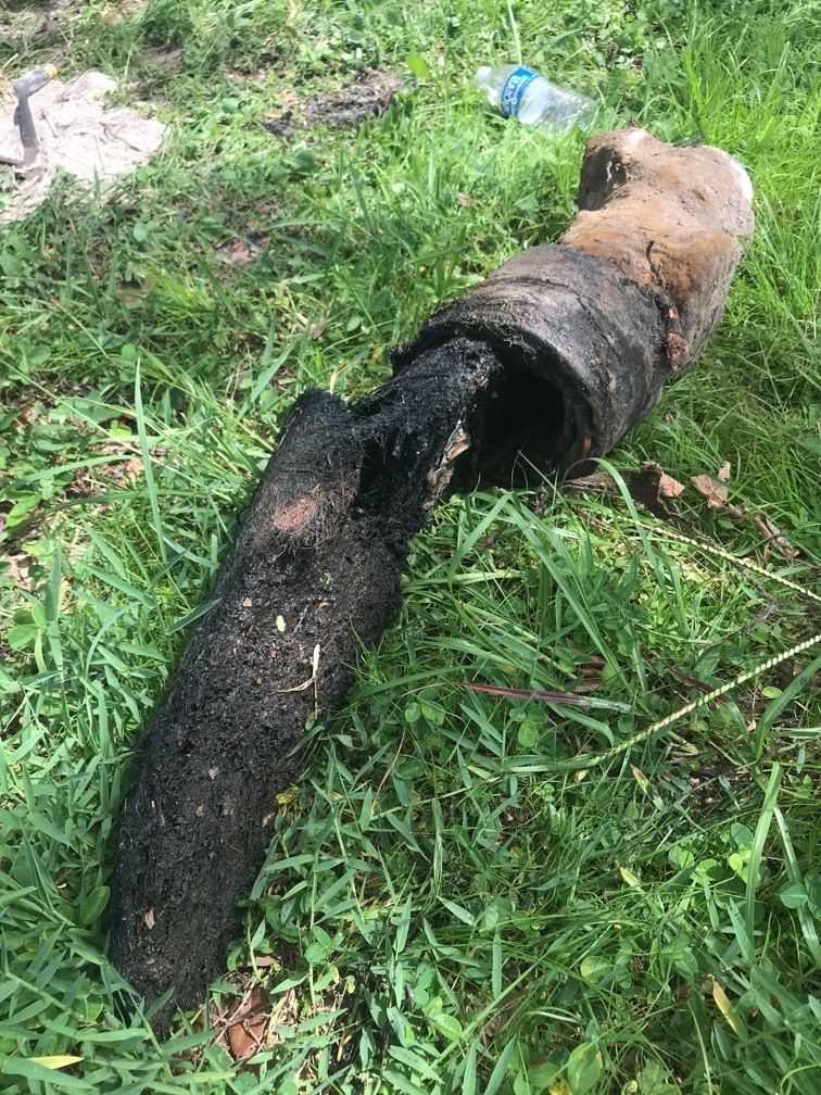 Tree roots in sewer pipe