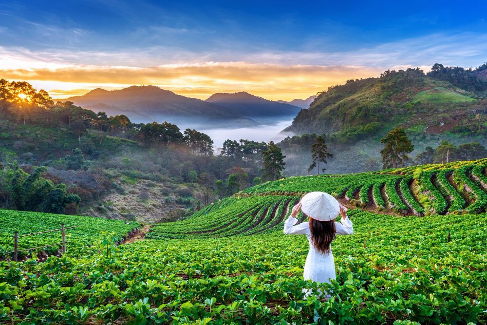 A woman wearing a conical hat is standing in a strawberry field.