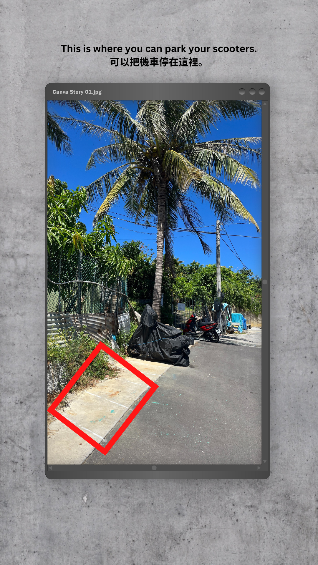 A picture of a palm tree on the side of a road.