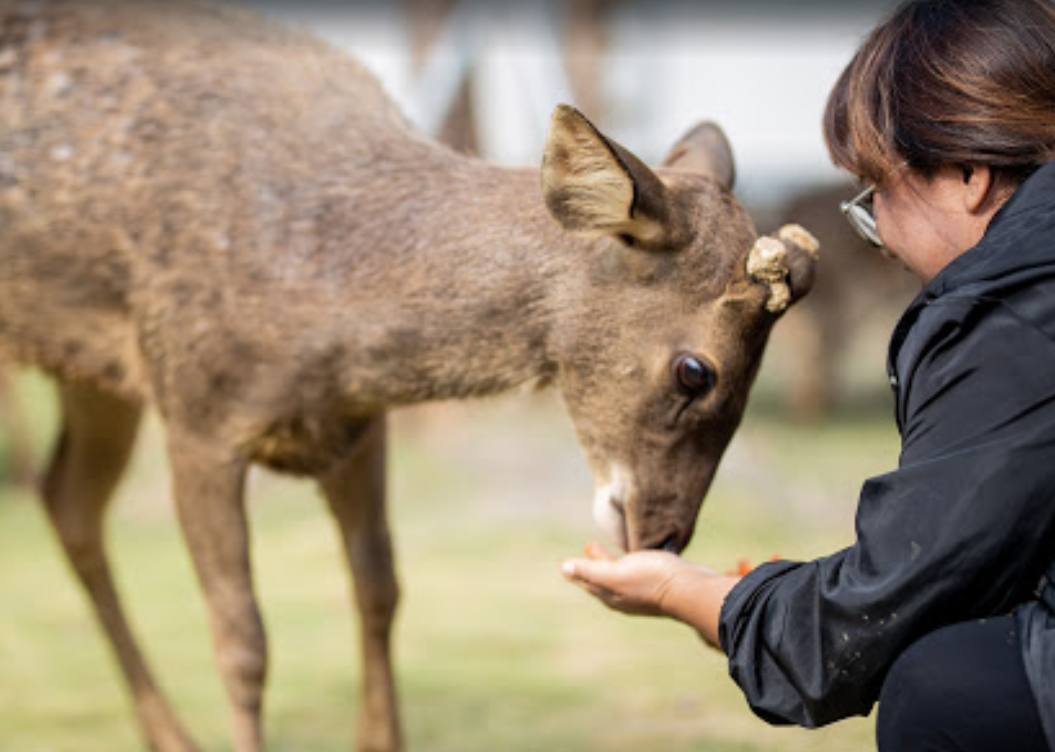 Xiaoliuqiu Deer Park