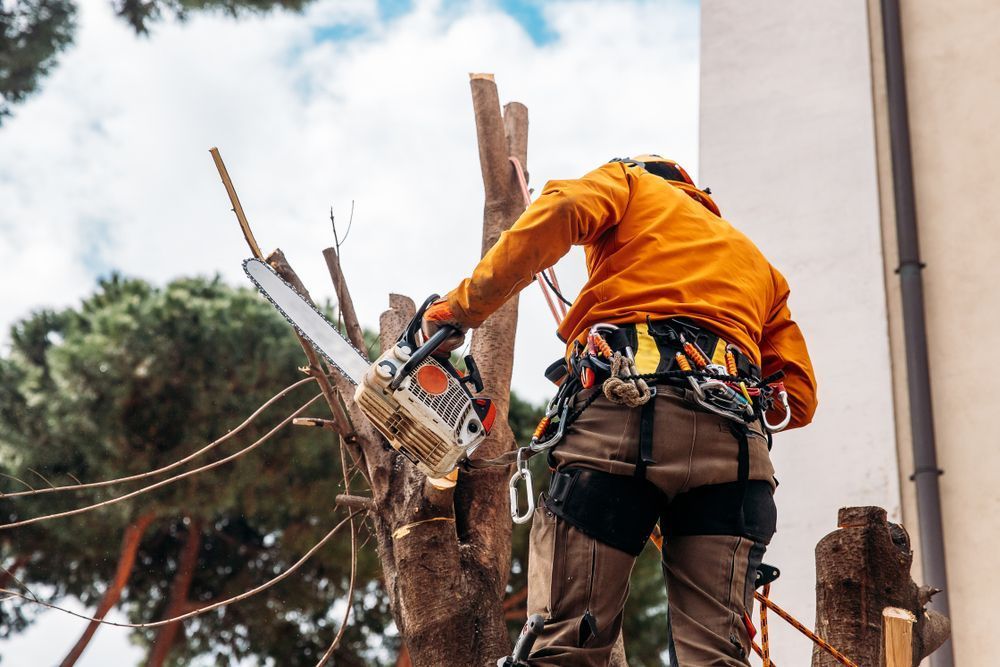 A Man is Cutting a Tree With a Chainsaw — JC Tree & Garden Services in Berserker, QLD