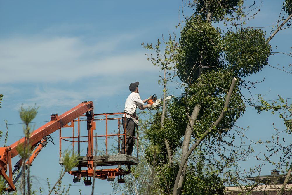A Man is Cutting a Tree Branch With a Chainsaw — JC Tree & Garden Services in Berserker, QLD