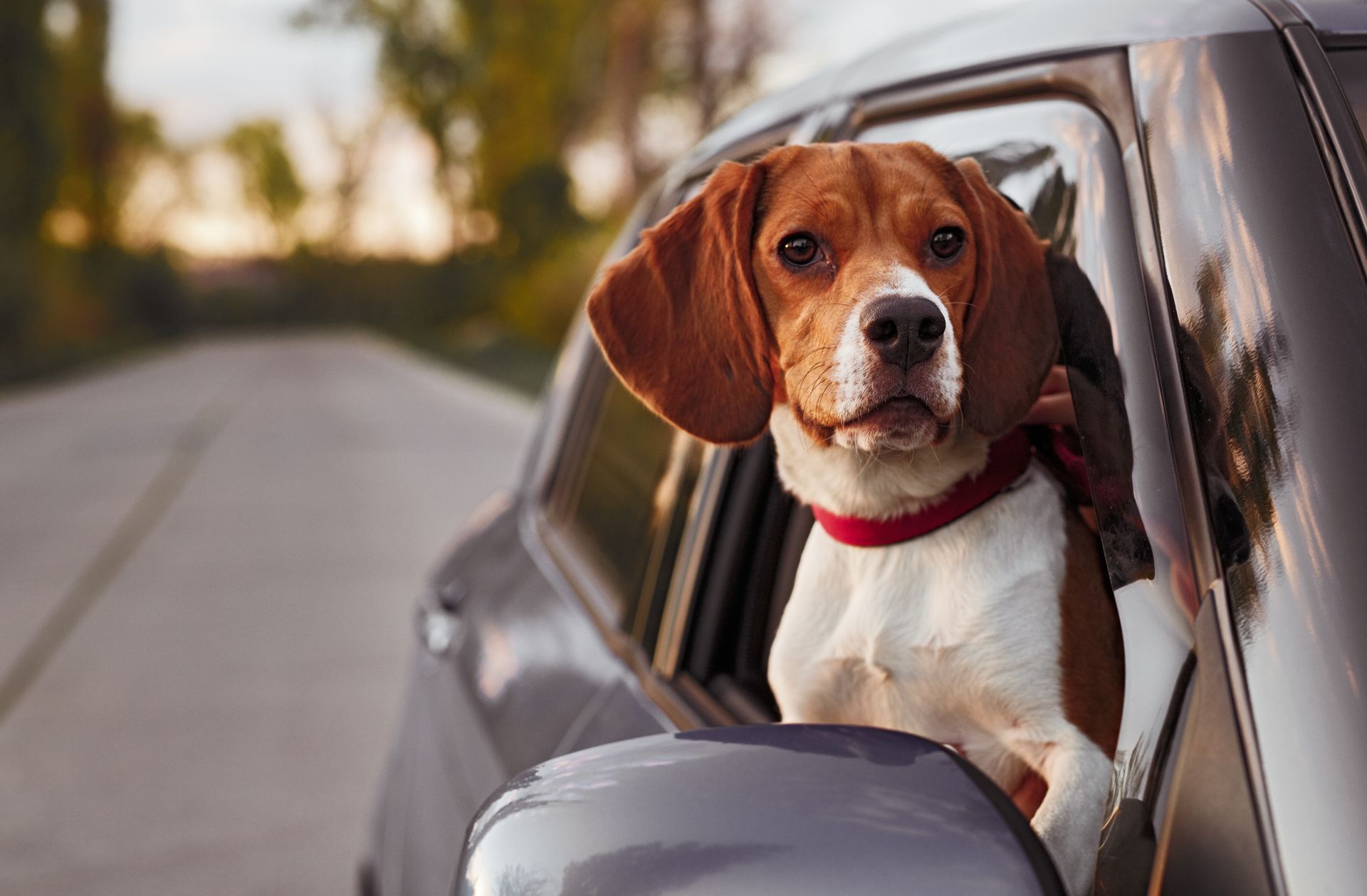 Is It Safe to Take Long Road Trips With Pets in the Car? | Silvhorn Automotive