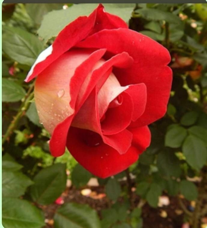 Un primer plano de una rosa roja con gotas de agua.