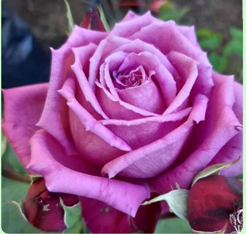 Un primer plano de una rosa morada con hojas verdes.