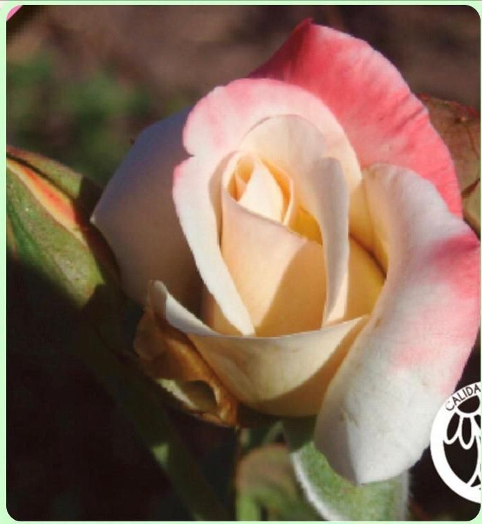 Un primer plano de una rosa blanca y rosada.