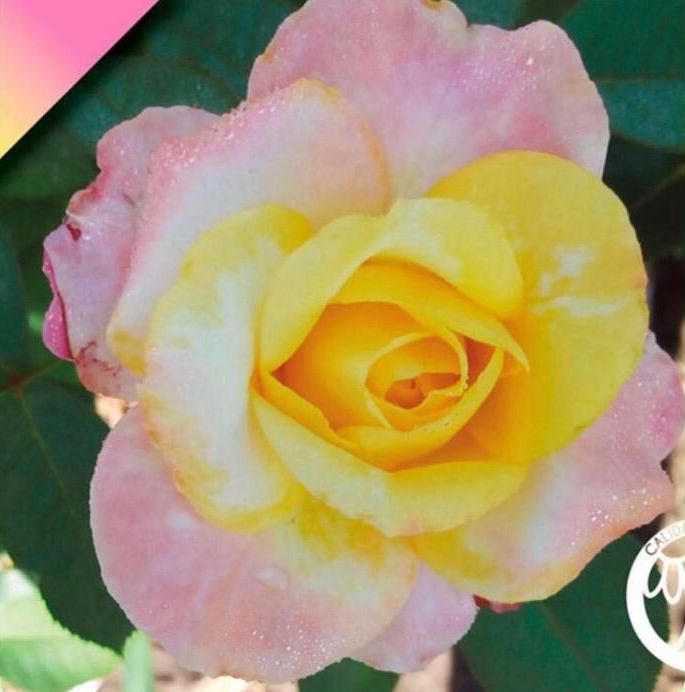 Un primer plano de una rosa amarilla y rosa.