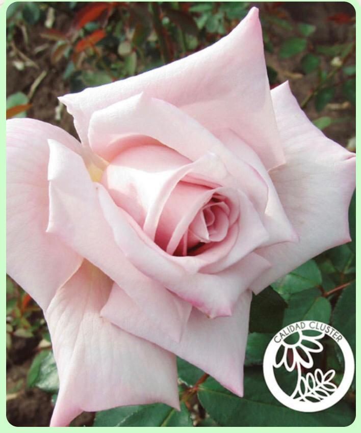 Un primer plano de una rosa rosa con hojas verdes en el fondo.