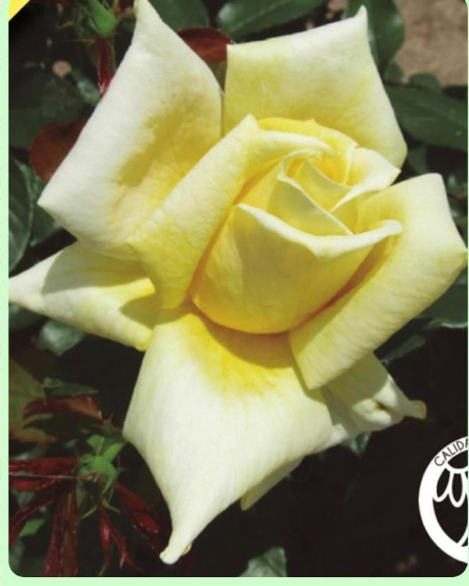 Un primer plano de una rosa amarilla con pétalos blancos.