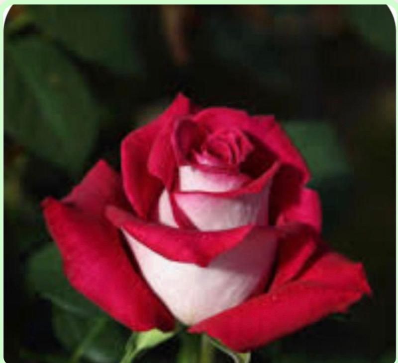 Un primer plano de una rosa roja con un centro blanco.