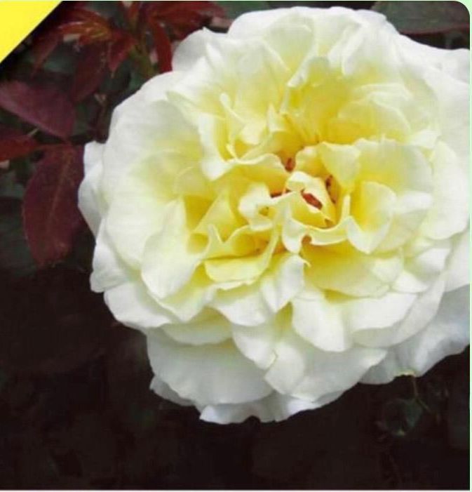 Un primer plano de una flor blanca con centro amarillo.