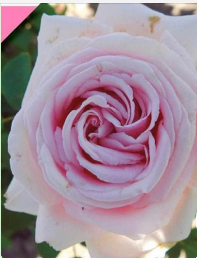Un primer plano de una rosa rosa con un fondo verde.
