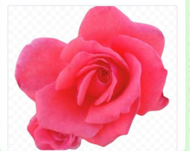 Un primer plano de una rosa rosa sobre un fondo blanco.