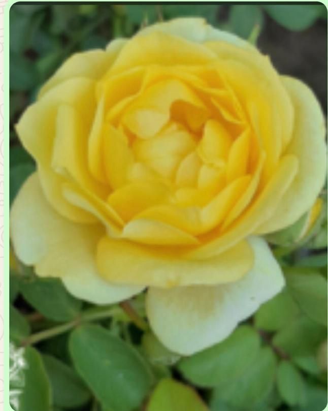 Un primer plano de una rosa amarilla con pétalos blancos.