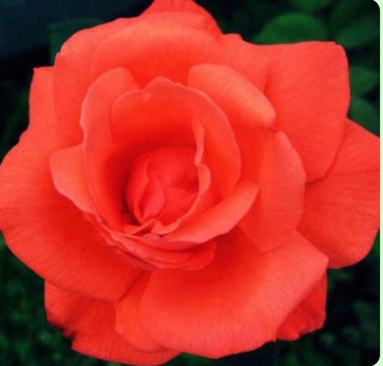 Un primer plano de una rosa naranja con hojas verdes en el fondo.