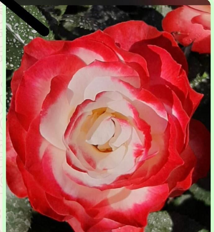 Un primer plano de una rosa roja y blanca con un centro amarillo.