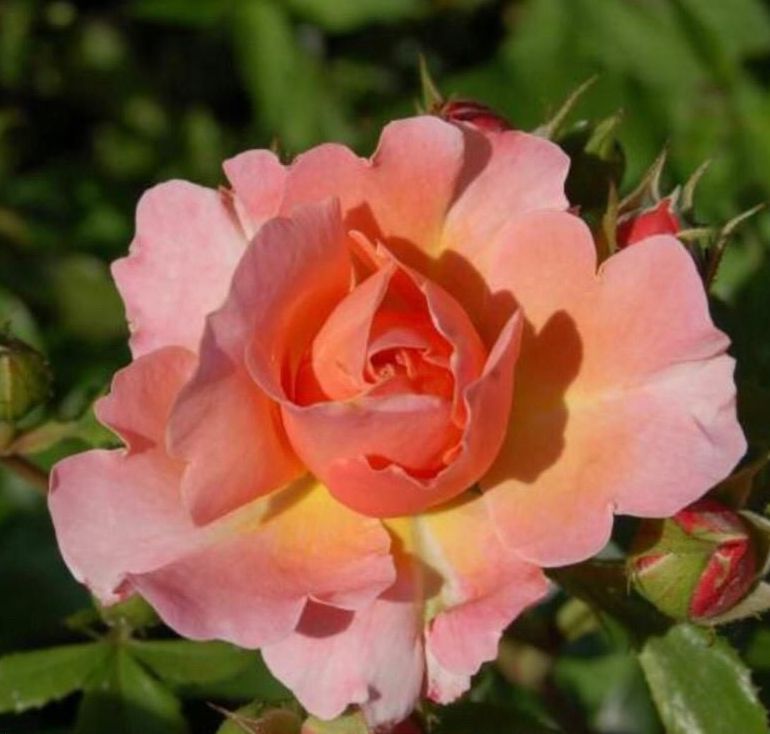 Un primer plano de una rosa rosa y naranja con hojas verdes en el fondo.