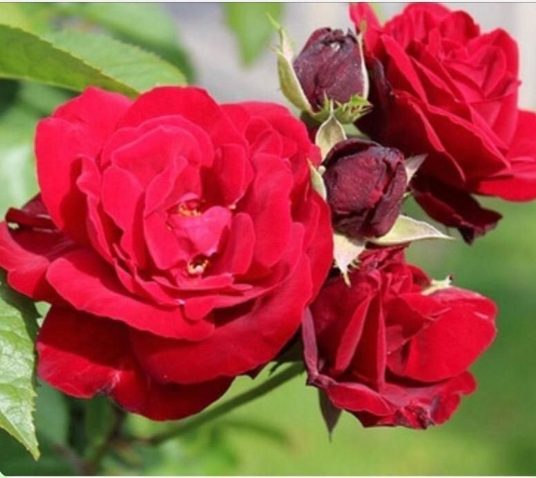 Un ramo de rosas rojas con hojas verdes en el fondo.