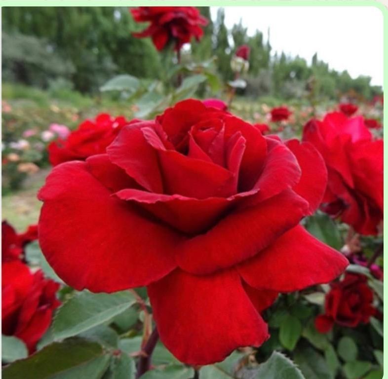 Un primer plano de una rosa roja en un jardín.