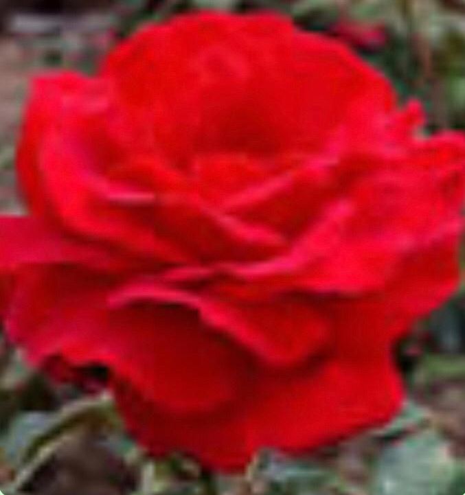 Un primer plano de una rosa roja con hojas verdes en el fondo.
