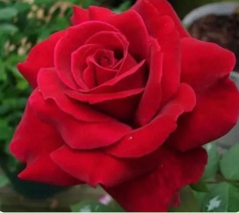 Un primer plano de una rosa roja rodeada de vegetación.