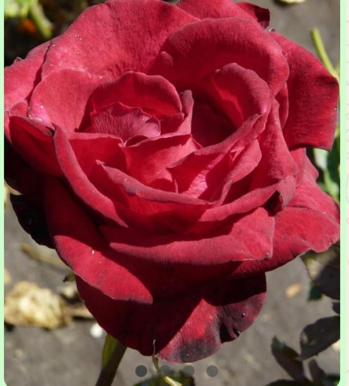 Un primer plano de una rosa roja con un fondo verde.