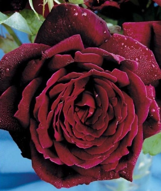 Un primer plano de una rosa roja con gotas de agua.