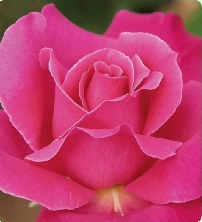 Un primer plano de una rosa rosa con un centro amarillo.