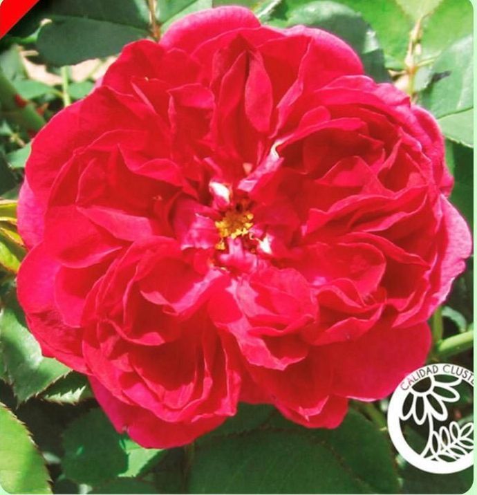 Un primer plano de una flor roja con un círculo alrededor que dice "flores".