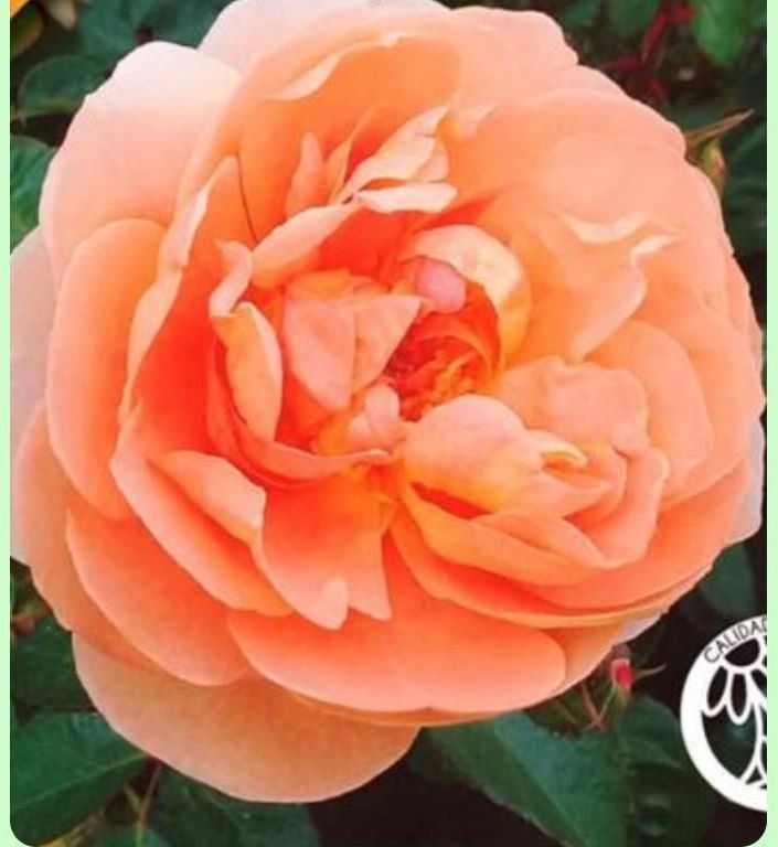 Un primer plano de una rosa naranja con un fondo verde.