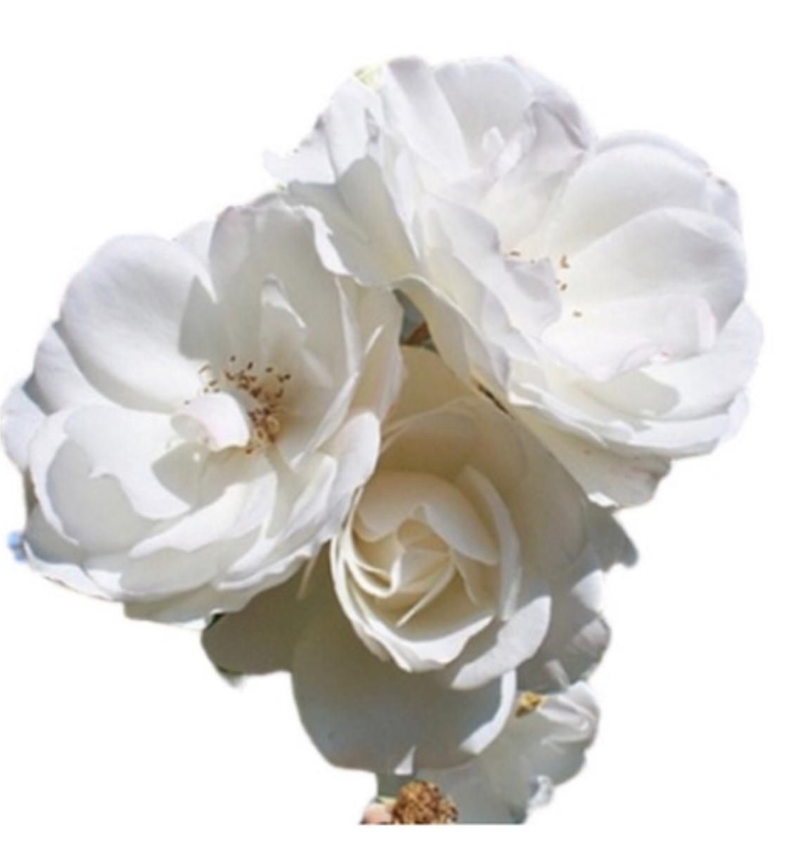 Un primer plano de tres rosas blancas sobre un fondo blanco.