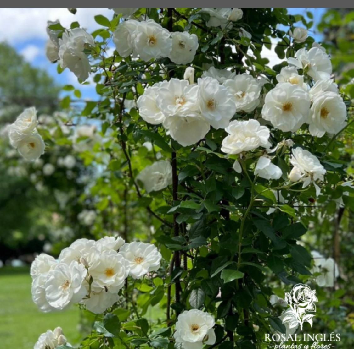 Un ramo de flores blancas crece en un arbusto.