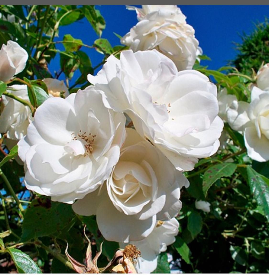 Un ramo de flores blancas contra un cielo azul