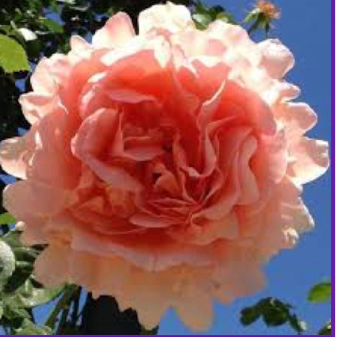 Una gran flor rosa contra un cielo azul.