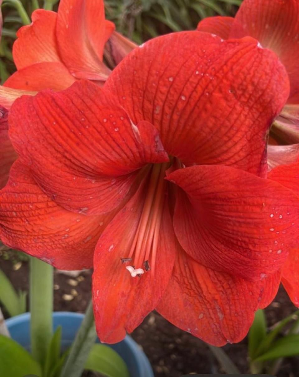 Un primer plano de una flor roja con un centro blanco.