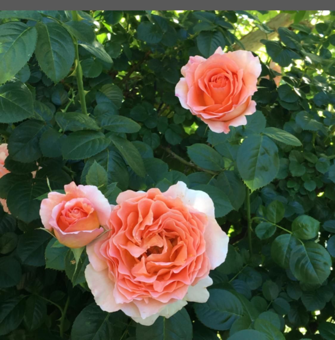 Tres rosas de color melocotón están rodeadas de hojas verdes.