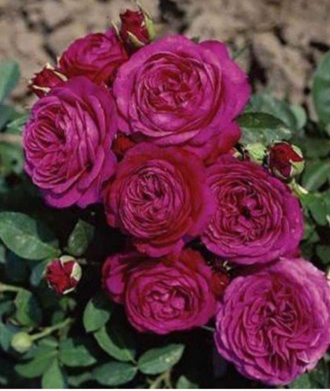 Un ramo de rosas moradas rodeadas de hojas verdes.