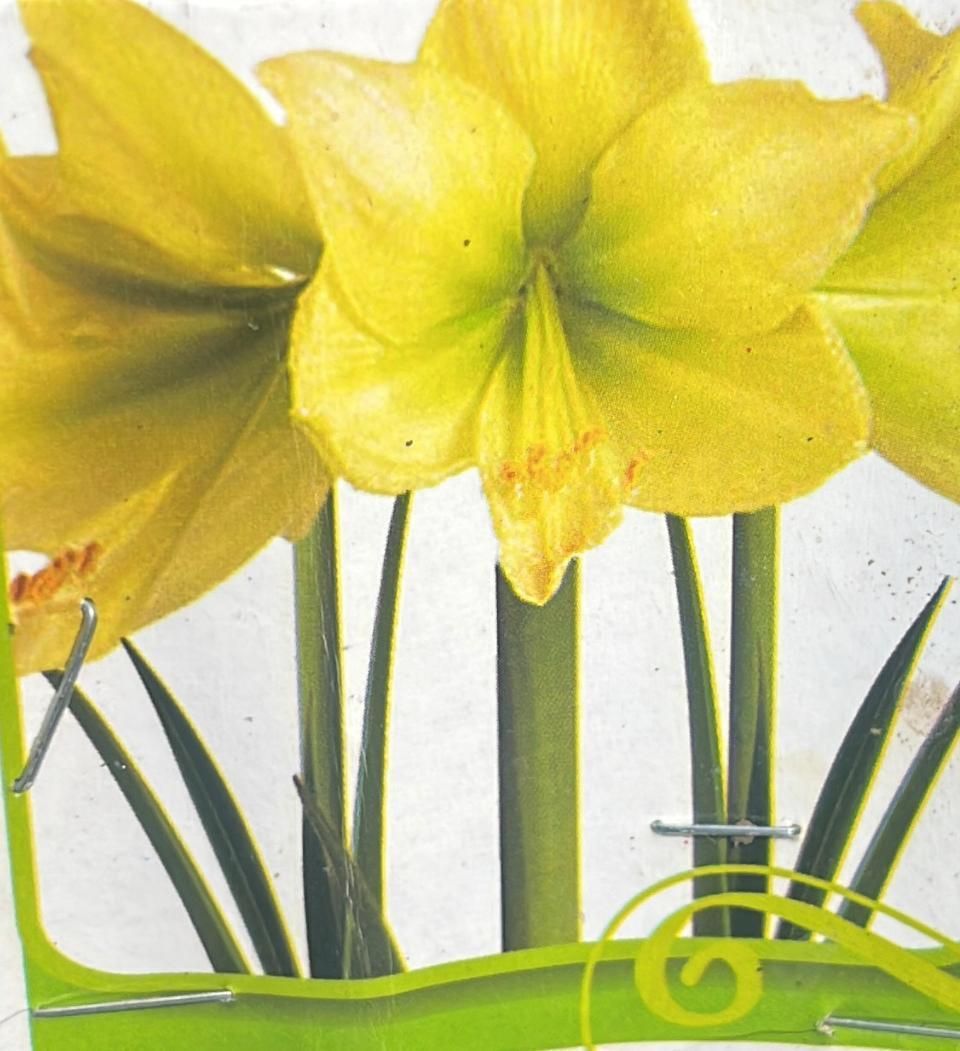 Un primer plano de una flor amarilla con un borde verde.