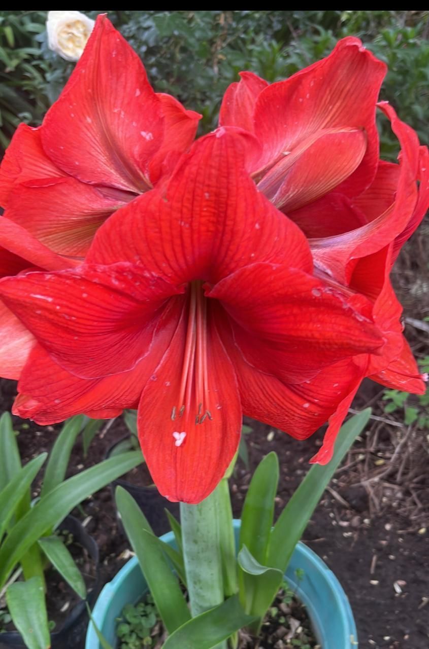 Un primer plano de una flor roja en una maceta azul.