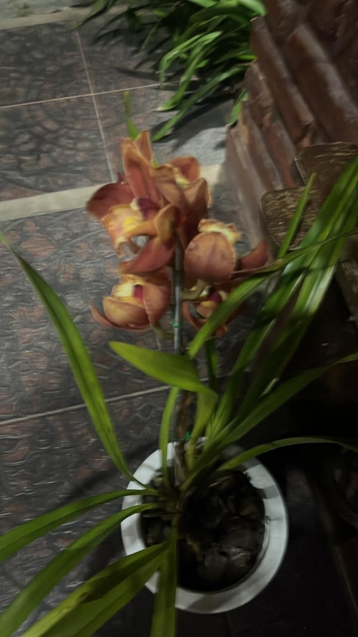 Una planta en maceta con una flor está colocada sobre un suelo de baldosas.