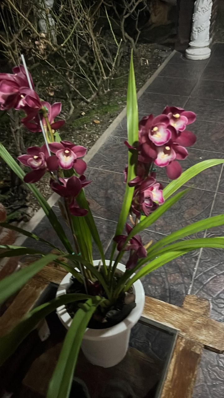 Una planta en maceta con flores violetas está sobre una mesa.