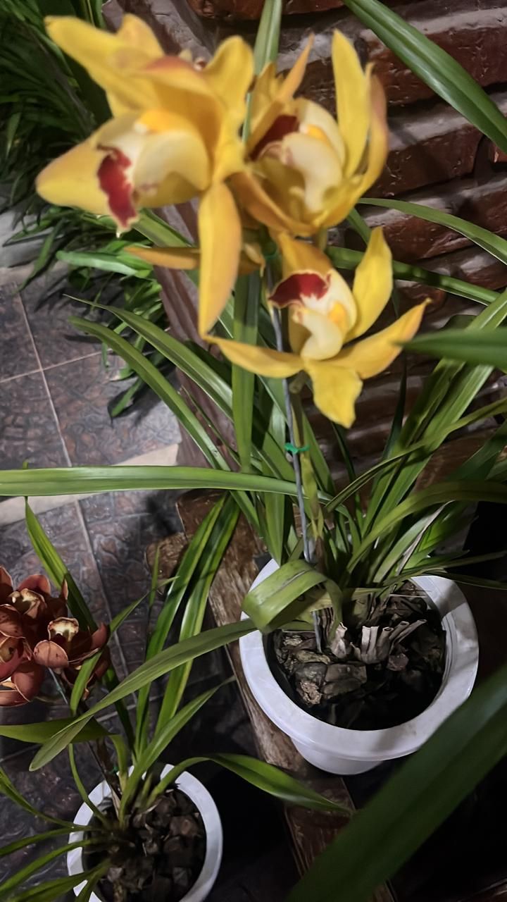 Un primer plano de una flor amarilla en una maceta.