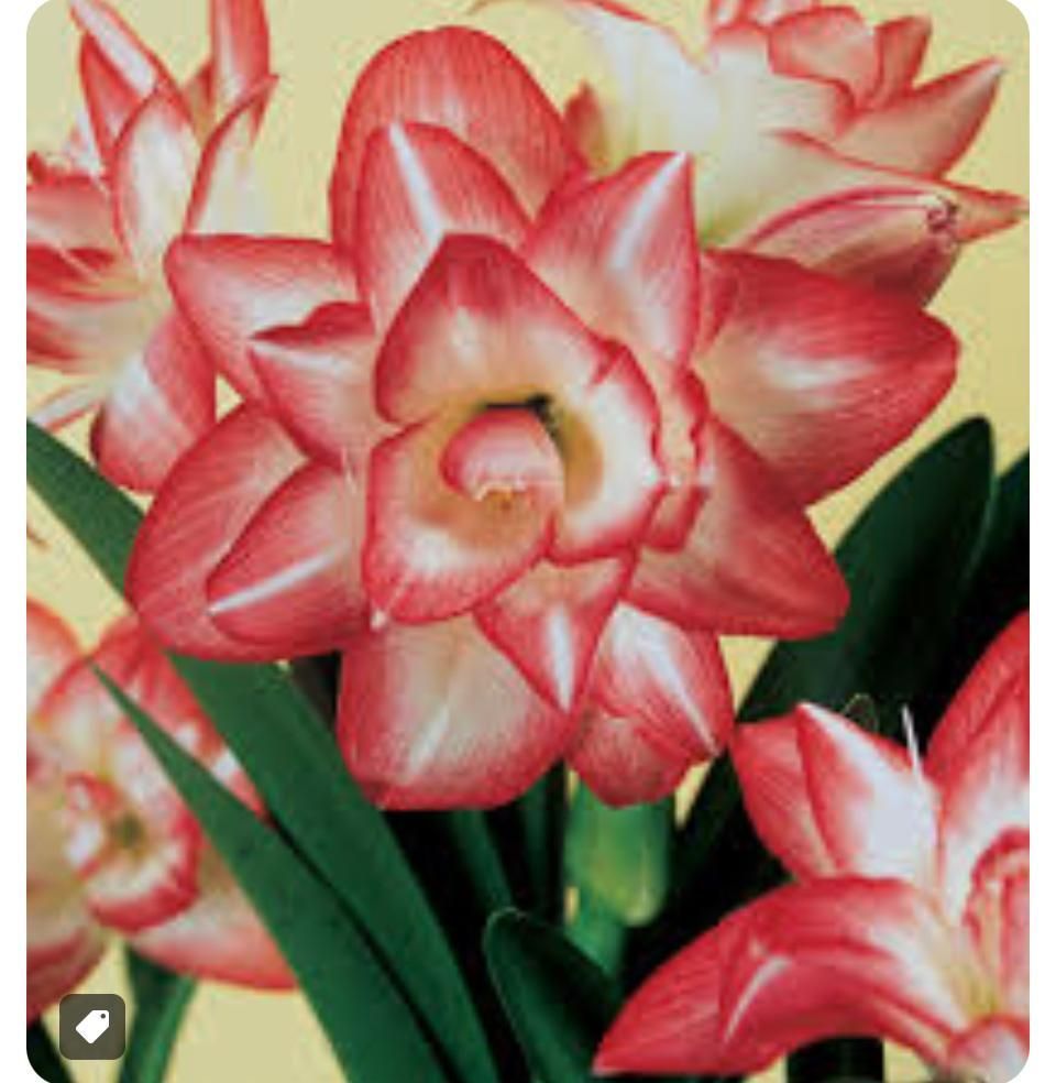 Un ramo de flores rosas y blancas con hojas verdes.