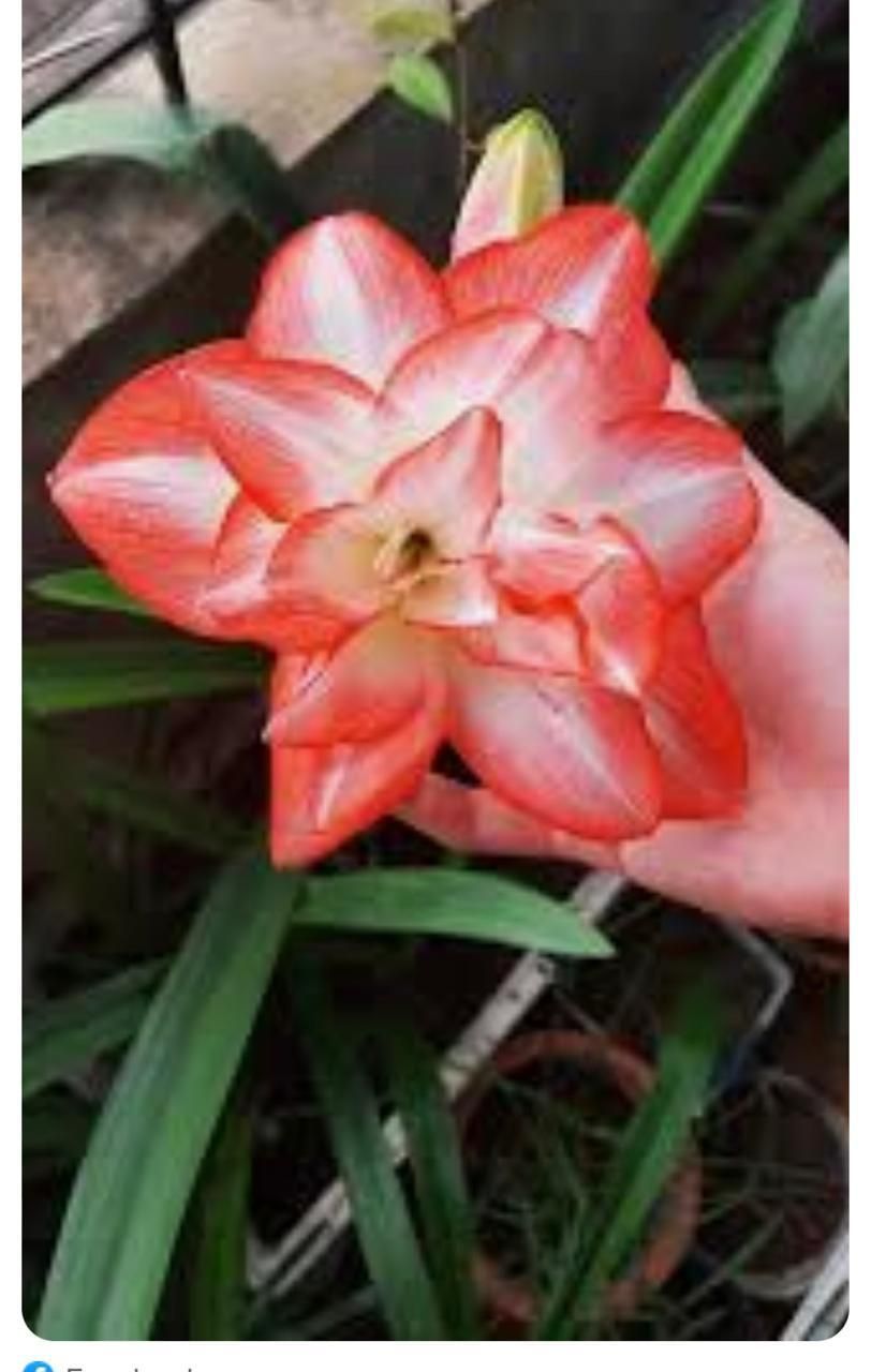 Una persona sostiene una flor roja y blanca en su mano.