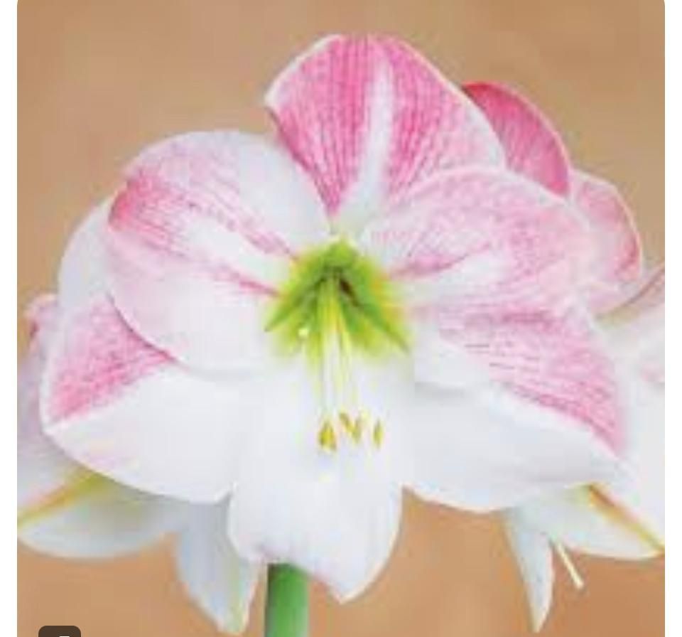 Un primer plano de una flor rosa y blanca con un centro verde.