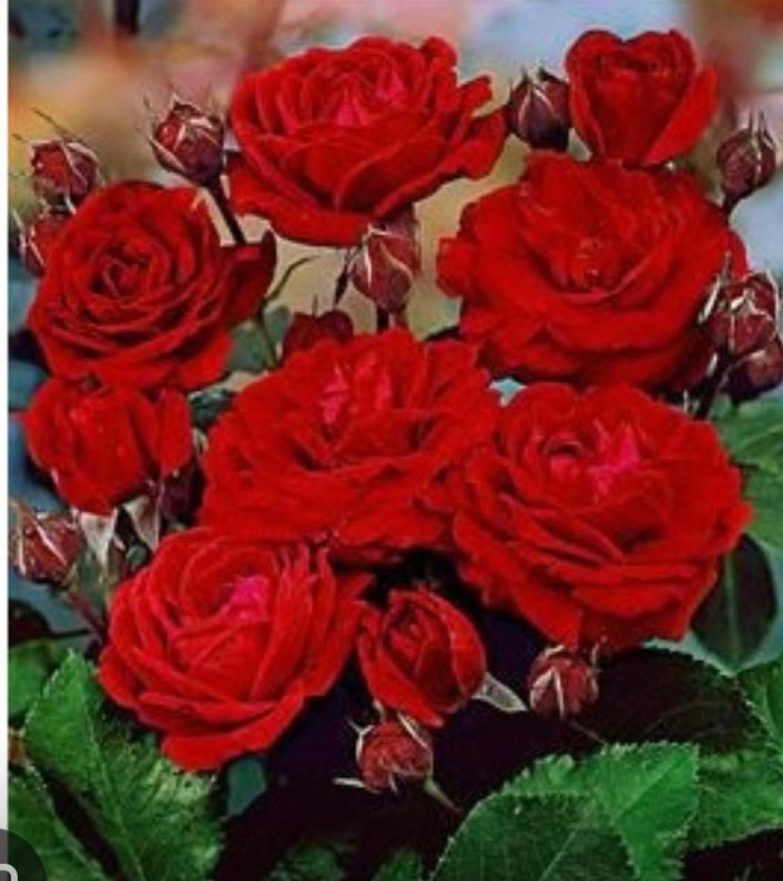 Un ramo de rosas rojas rodeadas de hojas verdes.