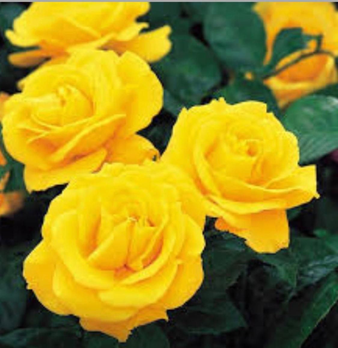 Un ramo de rosas amarillas rodeadas de hojas verdes.