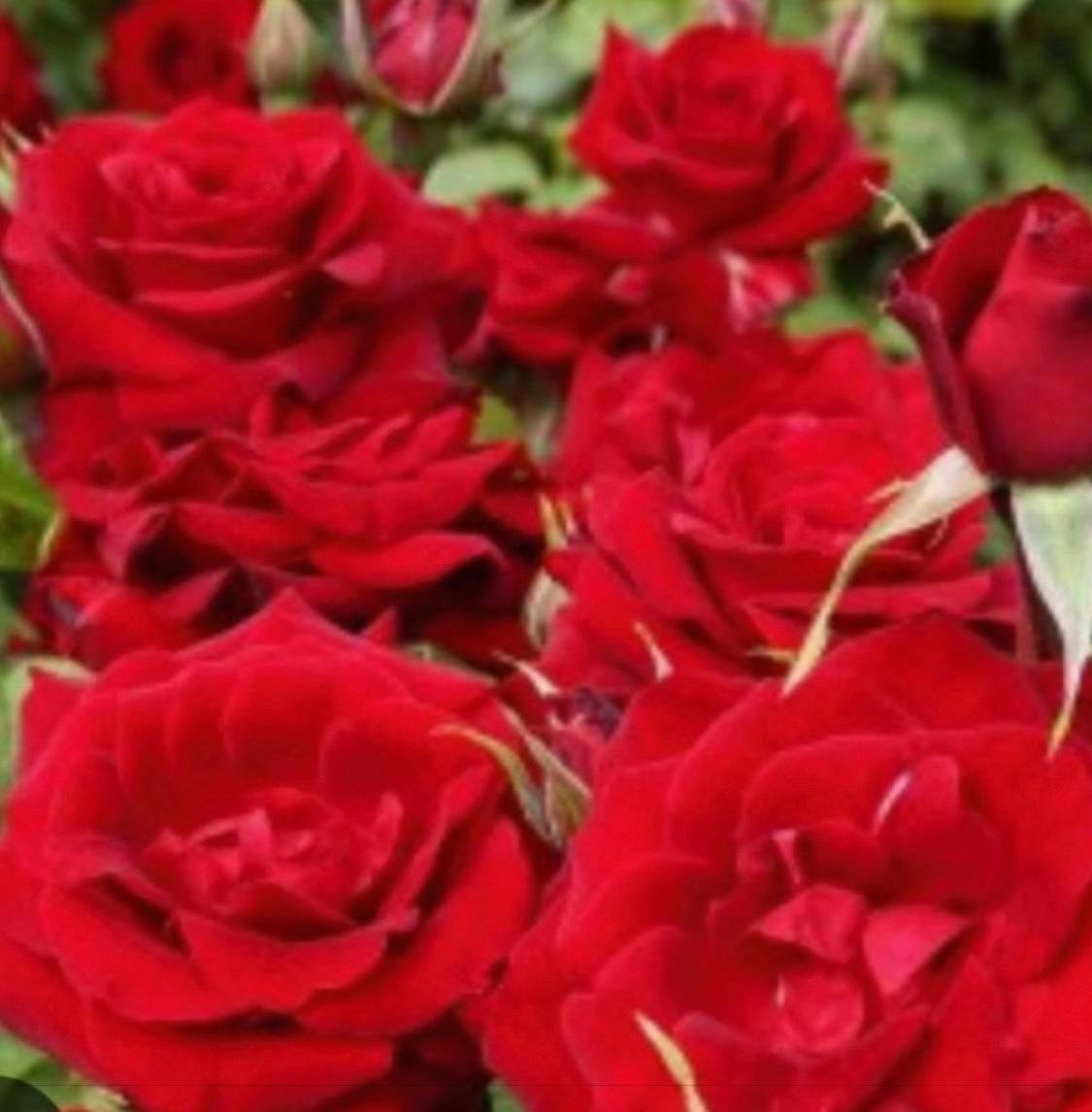 Un ramo de rosas rojas con hojas verdes en el fondo.