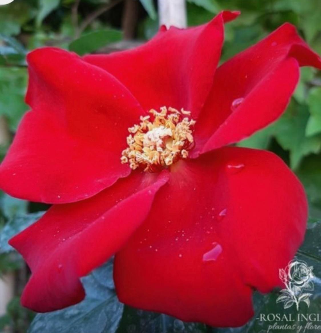 Un primer plano de una flor roja con un centro amarillo.
