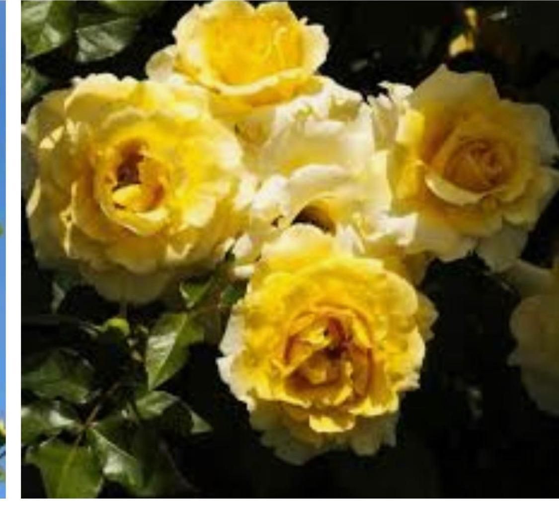 Un ramo de rosas amarillas y blancas con hojas verdes.